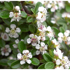 Кизильник гибридный Скогольм