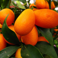 Цитрус Кумкват Хинси (Фортунелла) 