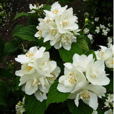 Жасмин садовый (чубушник) Эльбрус