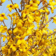 Форзиция промежуточная Голдзаубер 