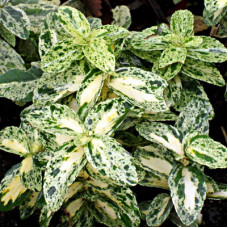 Бересклет Форчуна Голден Харлеквин