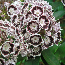 Кальмия широколистная Блэк Лейбл