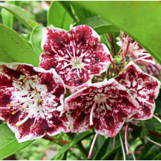 Кальмия широколистная Дженс Делайт