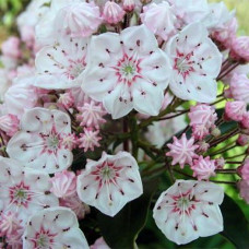 Кальмия широколистная Зебулон 