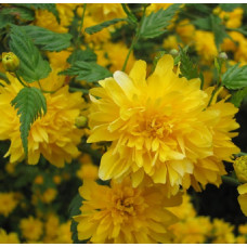 Керрия японская Пленифлора 