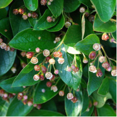 Кизильник блестящий