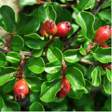 Кизильник лежачий Боер