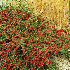 Кизильник горизонтальный Урсинов