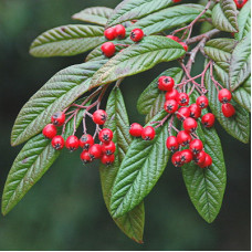 Кизильник иволистный Салицифолия