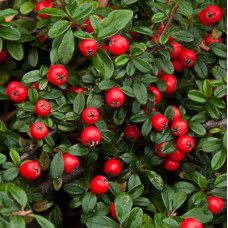 Кизильник гибридный Корал Бьюти