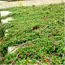 Кизильник лежачий Стреб'с Файндлинг