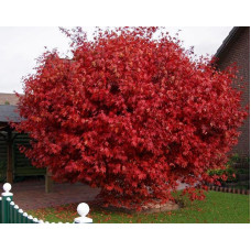 Клен Гиннала