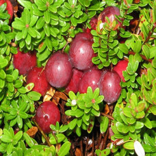 Клюква крупноплодная Франклин 