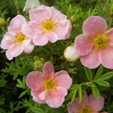 Лапчатка кустарниковая Люкс Гламур Гёл 