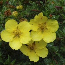 Лапчатка кустарниковая Элизабет