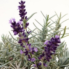 Лаванда узколистная Анна 