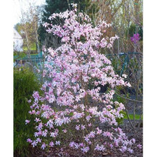 Магнолия лобнери Леонард Мессел