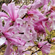 Магнолия звездчатая Рубра