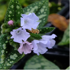 Медуница гибридная Опал