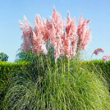 Пампасная трава Пинк Фезер 