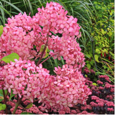 Гортензия древовидная Пинк Анабель (Инвинсибел)