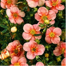 Лапчатка кустарниковая Претти Полли (Серия Северный сад)