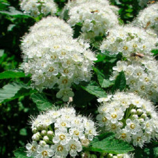 Пузыреплодник калинолистный Литтл Грини (Серия Патио) 