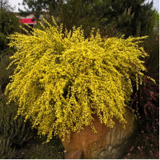 Ракитник ранний Алголд