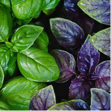 Рассада базилика (6 шт)