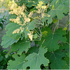 Маклея сердцелистная