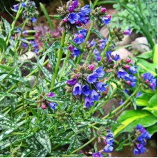 Медуница гибридная Е. Б. Андерсон