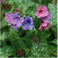 Медуница гибридная Блю Хазе