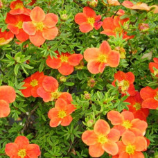 Лапчатка кустарниковая Ред Джокер (Серия Северный сад)