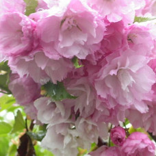 Сакура (Вишня декоративная) Пинк Перфекшен 