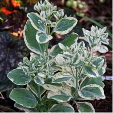 Седум гибридный Фрости Морн