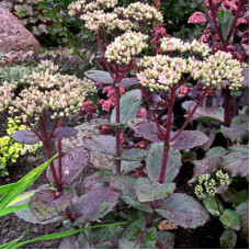 Седум телефиум Матрона