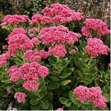 Седум телефиум Хербштфройде