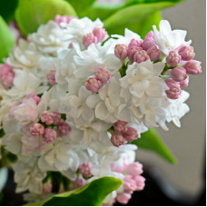 Сирень Красавица Москвы