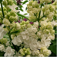 Сирень Память о Колесникове