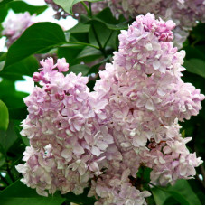 Сирень Полина Осипенко