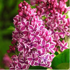 Сирень Сенсейшен