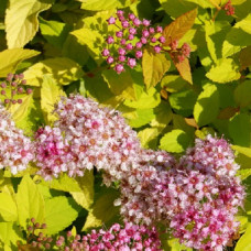 Спирея японская Мерло Голд 