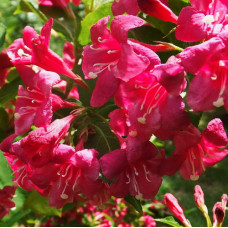 Вейгела Бристол Руби (цветущая)