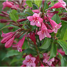 Вейгела Румба (цветущая)