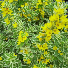 Вербейник точечный Александр