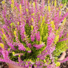 Вереск обыкновенный Конбрио 