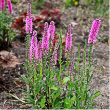 Вероника Роял Пинк (длиннолистная)