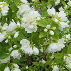 Жасмин садовый (Чубушник) Шнеештурм 