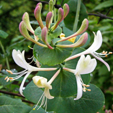 Жимолость каприфоль