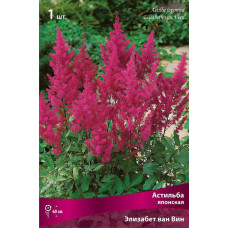 Астильба Элизабет ван Вин (японская) 